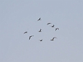 capecod terns